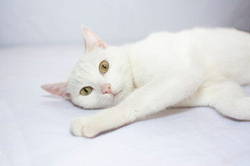Fototapeta na wymiar beautiful white cat lying down modeling