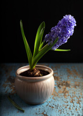 One blue hyacinth in a ceramic flower pot on a black background. 