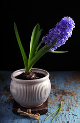 One blue hyacinth in a ceramic flower pot on a black background.
