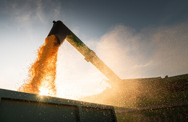 Combine harvester in evening action