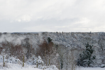 Roslin Glen in the snow