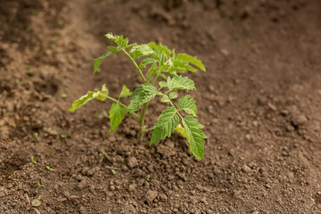 Planting tomato seedlings. Young tomato seedlings in a vegetable garden with automatic watering. Close-up of a green young sprout in the ground. Seasonal planting of seedlings of vegetable crops.