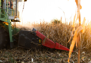 Combine harvester in evening action