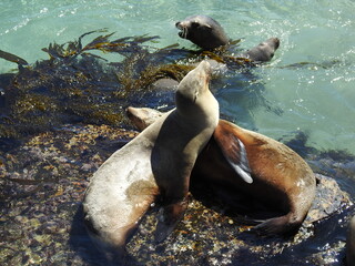 California sea lions enjoying a sunny day on the rocky shores of Monterey Bay.