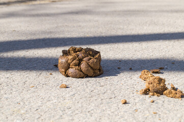 Horse shit on the ground. Animal droppings on the street. Image that represents the dirt of the city streets and the lack of cleanliness.