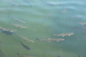 Fragment of a lake in the Mezhyhirya landscape park near Kiev, Ukraine. In the foreground is a school of fish, presumably trout.