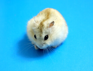 Fototapeta na wymiar Dzungarian hamster on a blue background