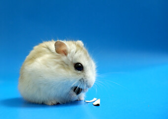Dzungarian hamster on a blue background