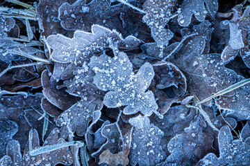 Frozen leaves on the ground covered by frost, Czech Republic