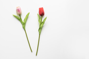 Tulips isolated on white. Red and white flowers