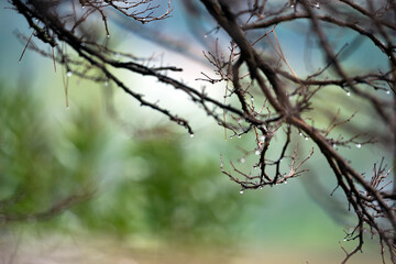 Fototapeta na wymiar (Selective focus) Stunning view of some drops of water falling from some pine tree branches during a rainy day.