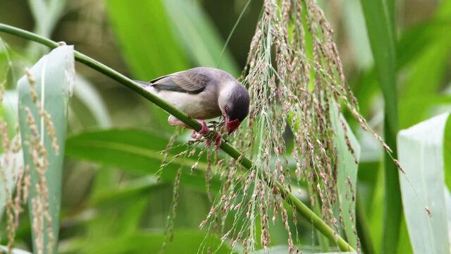 4K nature Wildlife footage of beautiful bird Java sparrow (Lonchura oryzivora) in Sabah, Malaysia