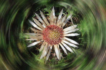 Fiore di montagna, Mountain flower © picture10