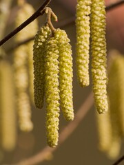 Flowering hazel - male catkins taken close up, in early spring flowering shrub  tree, the first to provide bees with pasture