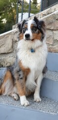 border collie dog