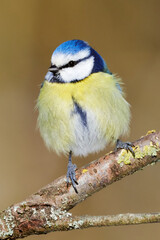 Close-up of a fluffy Blue tit (Cyanistes Caeruleus) bird on a tree branch in the forest.