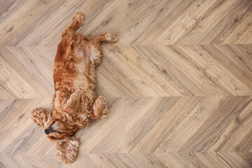 Cute Cocker Spaniel dog lying on warm floor, top view with space for text. Heating system - Powered by Adobe