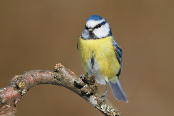 Close-up of a Blue tit (Cyanistes Caeruleus) perching on curved branch in the forest