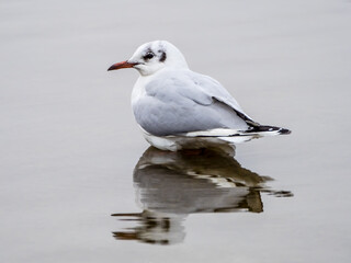 Cute seagull standing in lake symmetrically reflected in water mirror