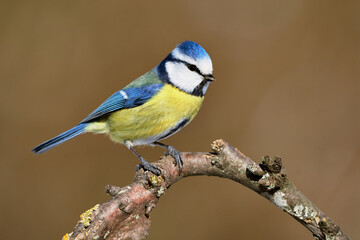 Blue tit (Cyanistes caeruleus) bird perching on curved tree branch in the forest against natural background, close-up.