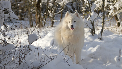 Samoyed dog standing in the winter landscape