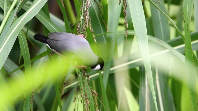 4K nature Wildlife footage of beautiful bird Java sparrow (Lonchura oryzivora) in Sabah, Malaysia