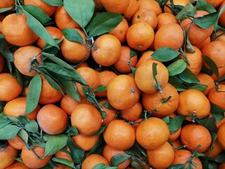 ripe fresh mandarin, tangerines, and orange with branches for the background. photo of orange tangerines exactly from above. tangerines with green branches full-size photo, space for text, closeup