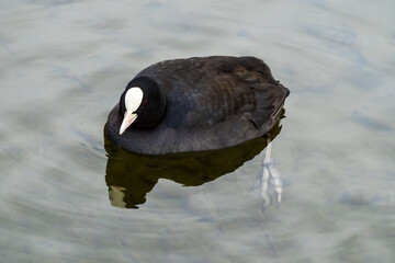 Coot swimming on lake in transparent water, reflection in water, closeup shot