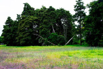 fallen trees in a field