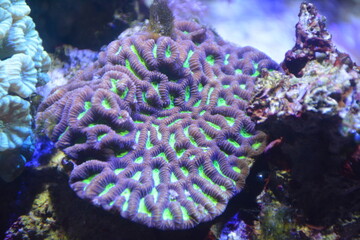 Obraz premium Coral, Reef, Underwater, Aquarium