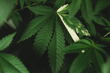 marihuana leaves cannabis
