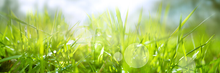 Dewy fresh grass in spring sun. Seasonal meadow background with light bokeh and short depth of...