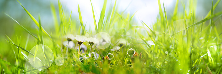 Daisies in a fresh green spring meadow. Seasonal sunny background with light bokeh and short depth...