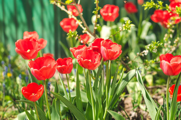 Obraz premium Abundance of spring red tulips