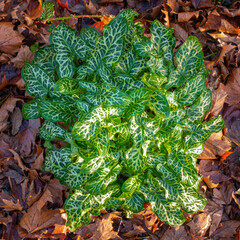 Italian arum with beautiful variegated foliage