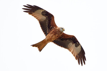 Red Kite in flight in winter