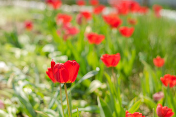 Abundance of spring red tulips