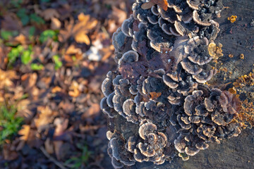 Mushrooms growing on a stump