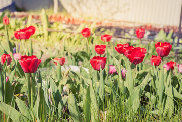 Field of red tulip flowers on a sunny day.