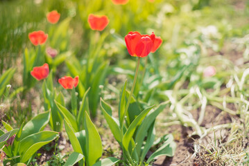 Meadow of red tulips.