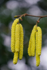 hazel branch macro in the morning sun