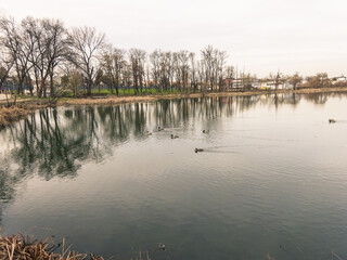 reflections in the water and swimming ducks 
