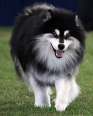 Finnish Lapphund