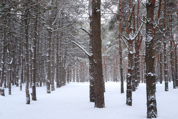 Picturesque view of beautiful forest covered with snow