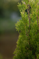 Thuja. Coniferous on sunshine. Close-up on a blurred background. 