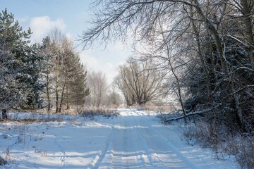 trees in the snow