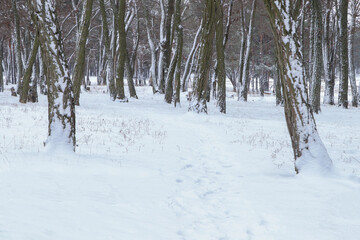 Picturesque view of beautiful forest covered with snow