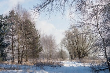 Road in the forest in winter