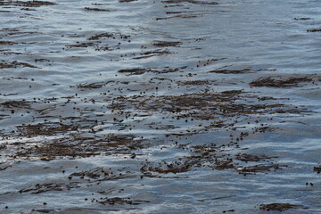 Seaweed in Ocean, water, waves