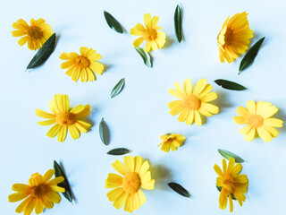 Garden yellow  flowers over blue wooden table background. Backdrop with copy space